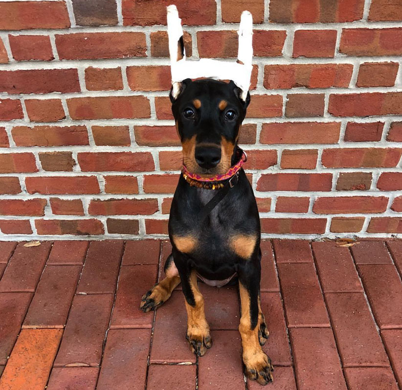 Doberman Pinscher Puppy