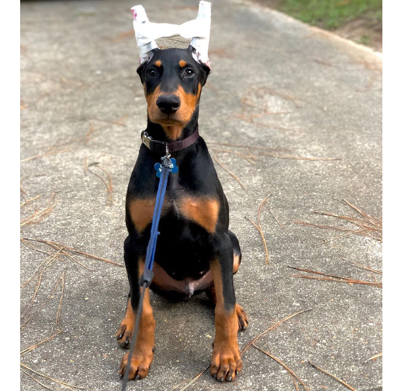 Doberman Pinscher Puppy