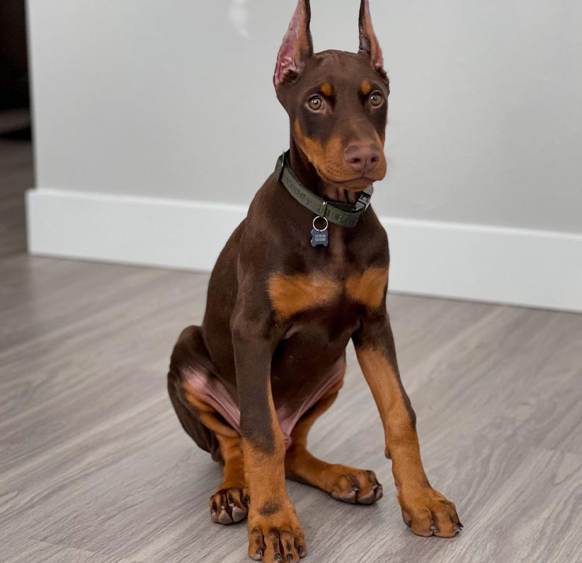 Doberman Pinscher Puppy