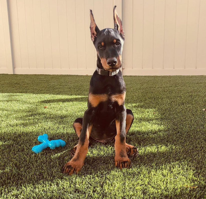 Doberman Pinscher Puppy