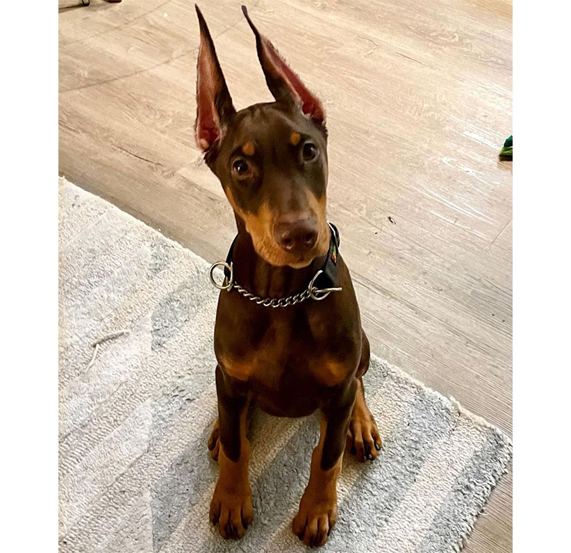 Doberman Pinscher Puppy